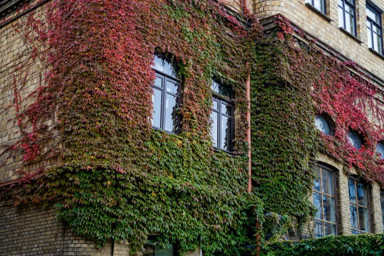 布列斯特国立大学（普希金）砖墙与窗户旁的红绿藤叶